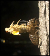  Photo courtesy of Dr. Jenee Smith, a Maryland microbiologist. 