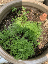  Chamomile seedlings offered up by the author in a community Buy Nothing group. 