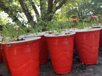  Chamomile seedlings offered up by the author in a community Buy Nothing group. 