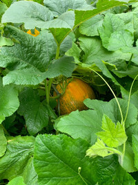  A pumpkin in the author's family garden. Photo credit: Bonnie Jean Feldkamp. 
