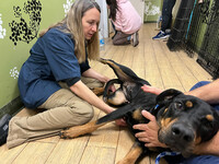  Dr. Annie examines a dog pulled from a boarding facility that was located in an evacuation zone. Photo courtesy of The Animal Wellness Foundation 