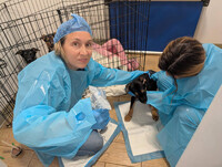  Dr. Annie treats four puppies. Photo courtesy of The Animal Wellness Foundation 