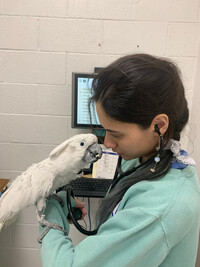  Dr. Lange examines a cockatoo with smoke inhalation from Palisades fire. Photo courtesy of The Animal Wellness Foundation 