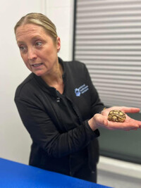  Dr. Pernilla Edstrom examines a tortoise that was rescued from the fires. Photo courtesy of The Animal Wellness Foundation 