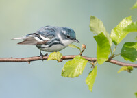  A cerulean warbler perches on a small branch. Photo credit: Matt Williams 