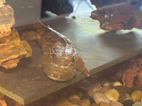  Marvin the eastern hellbender is in his new aquarium home at the Sam Shine Foundation. Photo Credit: Sam Shine Foundation. 