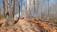  A controlled burn occurs at Stoler Creek in Indiana. Photo credit: Chris Neggers with The Nature Conservancy. 