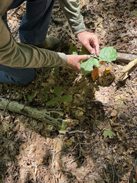  Allen Pursell examines an Oak Tree seedling in Stoler Creek Forest. Photo credit: Bonnie Jean Feldkamp. 