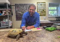 Derek Breakfield assesses the health of a rescued gopher tortoise at Nokuse Land Conservancy in Florida. Photo Credit: Erica Feldkamp