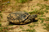 This rescue gopher tortoise at the Nokuse Preserve in Florida is missing one of its front legs due to predation. Photo Credit: Erica Feldkamp