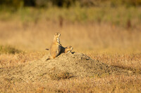  Two black-tailed prairie dogs watch for predators at the entrance of a burrow on American Prairie in Montana. Photo credit: Erica Feldkamp 