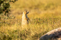  A black-tailed prairie dog stands in the grass on American Prairie in Montana.Photo credit: Erica Feldkamp 