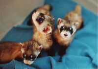  Black-footed ferret kits rest on a towel at the BFF Conservation Center at Louisville Zoo. Photo Credit: Louisville Zoo. 