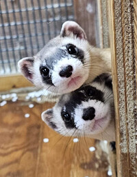  Black-footed ferret kits peek out of their kennel at the BFF Conservation Center at Louisville Zoo. Photo Credit: Chris Florence. 