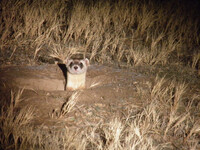  A black-footed ferret looks out from a prairie dog burrow after being released. Photo Credit: Louisville Zoo. 