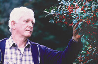  Bernheim's holly collection, one of the largest in North America, was named in honor of former Horticulture Director Clarence E. "Buddy" Hubbuch. Photo Credit: Bernheim Forest and Arboretum 