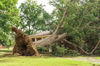  An oak tree landed on the lodge in Chickasaw Park when a tornado tore through in 2024. Photo Credit: Olmsted Parks Conservancy.