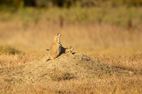  Two black-tailed prairie dogs watch for predators at the entrance of a burrow on American Prairie in Montana. Photo Credit: Erica Feldkamp. 