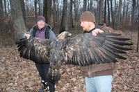  Two researchers hold Athena the eastern golden eagle, fitted with her GPS tracker. Photo Credit: Bernheim Forest. 