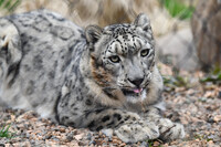  Meru is a male snow leopard at the Louisville Zoo. Photo Credit: Louisville Zoo 