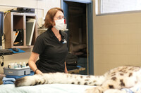  Dr. Linda Penfold examines Meru, a male snow leopard at the Louisville Zoo. Photo Credit: Louisville Zoo 