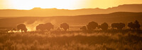 Bison roam at sunrise on American Prairie. Photo Credit: Erica Feldkamp.