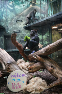 Half-sisters Obi and Andi settle into their new home at Louisville Zoo in Louisville, Kentucky. Photo Credit: Louisville Zoo.