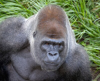 Kicho begins life as a silverback by forming his own family group at the Louisville Zoo. Photo Credit: Louisville Zoo.