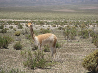  A vicuna stares back at tourists passing through his territory near Salta, Argentina. Photo courtesy of Barbara Selwitz. 