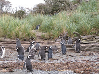 Passengers aboard a Stella Australis Zodiak get a close-up view of penguins on Tucker Island en route to Ushuaia, Argentina. Photo courtesy of Barbara Selwitz.