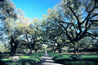 . Visitors to Brookgreen Gardens in Myrtle Beach, South Carolina, can stroll through the inviting Oak Alley. Photo courtesy of Brookgreen Gardens. 