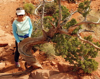Some say the power of the vortex energy causes the twisted shape of this evergreen tree on Cathedral Rock in Sedona, Arizona. Photo courtesy of www.hansentravel.org.