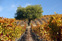 The Acacia Winery between Napa and Sonoma in California is especially beautiful in the autumn. Photo courtesy of www.hansentravel.org.