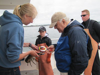  Passengers help with banding lobster claws during a Lucky Catch Lobster Boat Cruise out of Portland, Maine. Photo courtesy of Barbara Selwitz. 