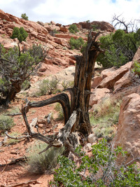  An old juniper tree adds to the stark beauty of Canyonlands National Park in Utah. Photo courtesy of Steve Bergsman. 