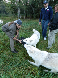  Wolf-whisperer Gilles Granal spends time with a wolf at Aventuraid in the Saguenay/Lac-Saint-Jean region of Quebec, Canada. Photo courtesy of Steve Bergsman. 