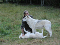  Gilles Granal prepares wolves to interact with visitors at Aventuraid in the Saguenay/Lac-Saint-Jean region of Quebec, Canada. Photo courtesy of Steve Bergsman. 