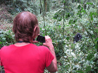 An ElderTreks participant takes a picture of a mountain gorilla in Uganda. Photo courtesy of Victor Block.