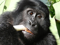 A mountain gorilla lunches at a banana plantation in Uganda. Photo courtesy of Jon Perica.
