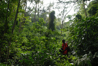 An ElderTreks guide searches for a trail in Uganda's Bwindi Impenetrable Forest. Photo courtesy of ElderTreks.