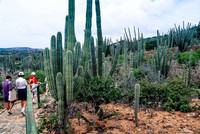 Most people who come to Aruba for its beaches are surprised to see that a desert is also part of its landscape. Photo courtesy of Len Kaufman.