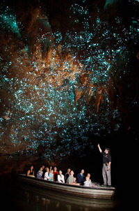 A guide points out the glowworms at Waitomo Glowworm Caves in New Zealand. Photo courtesy of Waitomo Glowworm Caves.