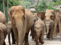 Elephants at Pinnawela Elephant Orphanage in Sri Lanka head to the river. Photo courtesy of Sandra Scott.