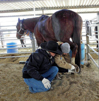  Elaine Pawlowski teaches a student to clean a horse's hooves at Arizona Cowboy College in Scottsdale. Photo courtesy of Victor Block. 