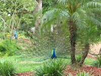  A male peacock shows off for interested females in the nesting area at the Fountain of Youth in St. Augustine, Fla. Photo courtesy of Glenda Winders. 
