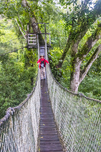 One of the best parts of visiting the Amazon rainforest in Peru is taking the canopy walk. Photo courtesy of Ellen Clark.