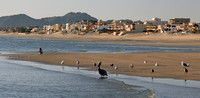  A morning walk along a wide beach near the San Felipe Marina and Resort in Baja, Mexico, includes encounters with a variety of birds. Photo courtesy of www.hansentravel.org. 
