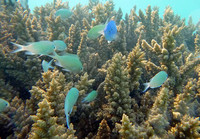  Snorkeling on the island of Aitutaki in the Cook Islands yields fish and sea creatures of every variety. Photo courtesy of www.hansentravel.org. 