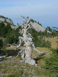 An old juniper tree exhibits its stark beauty in Crater Lake National Park, Oregon. Photo courtesy of Steve Bergsman.