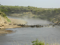  A herd of wildebeest crosses the Mara River en route to the Maasai Mara in Kenya. Photo courtesy of Steve Bergsman. 